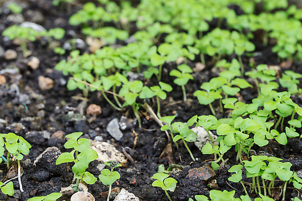 포토 JPG 해외이미지 나무 식물 잎 자연 사람없음 목재 초록색 새싹 환경 흙 성장 숲 유기농 내추럴 땅바닥 모종 생태학 심기 처음 해외포토 웰빙 교육 컬러 재료 모션 바닥 생태계 파일형식 이미지허브