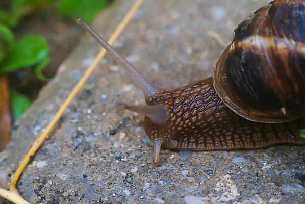 포토 JPG 해외이미지 주간 한마리 근접촬영 사람없음 야외 아웃포커스 머리 땅 더듬이 기어가기 해외포토 자연요소 1 뷰포인트 모션 촬영기법 신체부위 파일형식 이미지허브