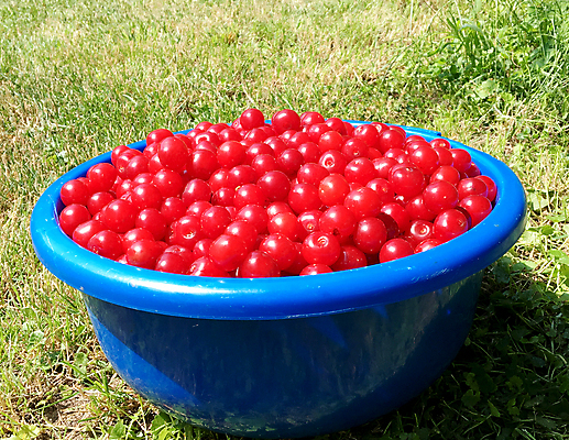 포토 JPG 해외이미지 식물 접시 열매 음식 조각 백그라운드 잎 과일 자연 건강 씨앗 사람없음 야외 빨간색 여름 농작물 태양 농장 식사 주스 수확 껍질 가을 신선 원형 체리 사발 달콤 맛 자르기 질감 날것 내추럴 밭일 숙성 식용 많음 개조 해외포토 자연요소 도형 식기 계절 음료 컬러 컨셉 농업 모션 사기그릇 생태계 파일형식 이미지허브