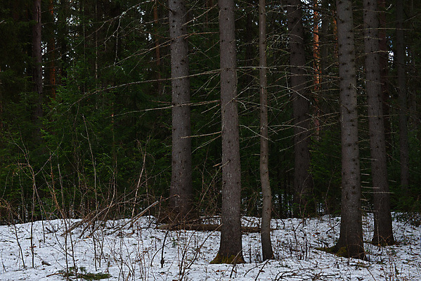 포토 JPG 해외이미지 나무 식물 계절 공원 여행 백그라운드 겨울 자연 그림자 풍경 사람없음 야외 목재 초록색 빛 뷰티 갈색 환경 봄 추위 흰색 나뭇가지 소나무 점 숲 장면 나무껍질 전나무 자작나무 내추럴 삼림지대 처음 해외포토 공공시설 컬러 재료 껍질 생태계 파일형식 이미지허브