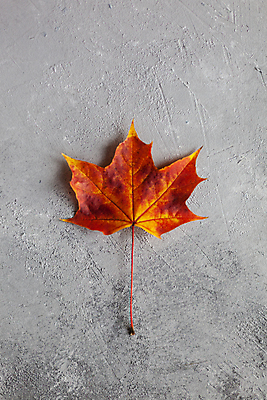 포토 JPG 해외이미지 나무 식물 디자인 계절 벽 컨셉 단풍 잎 캐나다 패턴 오렌지 텍스트 자연 프레임 건조 따뜻함 사람없음 빨간색 초록색 컬러풀 노란색 우주 어둠 회색 신용카드 플랫 떨어짐 정상 심볼 질감 위치 10월 내추럴 구성 옛날 콘크리트 미니멀 해외포토 컬러 북아메리카 무늬 과일 금융 날짜 생태계 파일형식 이미지허브