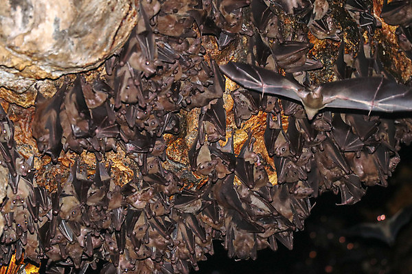 포토 JPG 해외이미지 동물 아시아 야생동물 여행 패턴 날개 포유류 자연 매달리기 동양인 사람없음 가로 갈색 검은색 어둠 바위 잠 사찰 그룹 동굴 그림 질감 생물학 발리 인도네시아 박쥐 지하 내추럴 흡혈귀 동물상 숭배 식민지 옛날 해외포토 교육 나라 컬러 섬 무늬 종교건축 모션 인종 조형물 돌_바위 생태계 파일형식 이미지허브