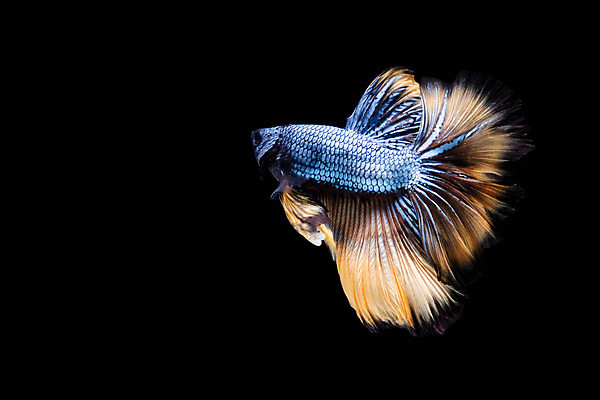 포토 JPG 해외이미지 동물 백그라운드 모션 태국 자연 벽지 어류 사람없음 장식 물 파란색 반려동물 컬러풀 뷰티 금속 검은색 수영 어둠 희망 힘 회색 달 용 고급 은색 꼬리 싸움 수족관 물병자리 고립 공격적 이국적 해외포토 자연요소 감정 아시아 컬러 컨셉 재질 수중동물 별자리 수상스포츠 생태계 파일형식 이미지허브