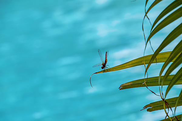 포토 JPG 해외이미지 식물 동물 아시아 야생동물 곤충 백그라운드 잎 태국 동양인 사람없음 야외 빨간색 초록색 물 파란색 컬러풀 뷰티 환경 용 신선 투명 벌레 잠자리 묘사 진홍색 루비 스리랑카 해외포토 자연요소 나라 컬러 인종 보석 파일형식 이미지허브