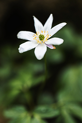 포토 JPG 해외이미지 식물 꽃잎 꽃 종이 곤충 잎 밭 자연 날씨 사람없음 초록색 파란색 컬러풀 햇빛 노란색 새싹 환경 보라색 봄 흰색 시골 개화 숲 서식지 내추럴 삼림지대 영원 해외포토 동물 계절 컬러 농업 태양 생태계 파일형식 이미지허브