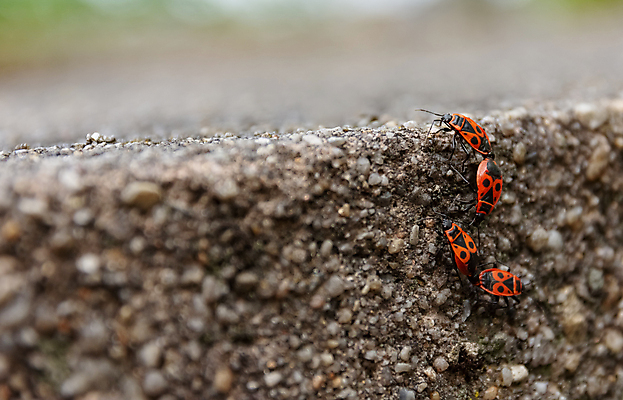 포토 JPG 해외이미지 동물 계절 유럽 야생동물 벽 곤충 자연 불 그림자 사람없음 야외 빨간색 빛 컬러풀 검은색 봄 그룹 벌레 딱정벌레 질감 서식지 내추럴 땅바닥 콘크리트 많음 해외포토 자연요소 나라 컬러 컨셉 바닥 생태계 파일형식 이미지허브