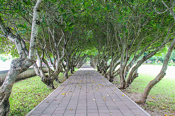 포토 JPG 해외이미지 나무 디자인 계절 공원 꽃 아시아 도로 여행 백그라운드 잎 태국 자연 풍경 사람없음 야외 목재 초록색 여름 빛 뷰티 귀여움 환경 정원 봄 산책 나뭇가지 터널 숲 오솔길 비밀 즐거움 박물관 자연백그라운드 내추럴 방법 옛날 완벽 전국 환상 해외포토 식물 공공시설 감정 나라 길 컬러 컨셉 재료 교통시설 휴식 생태계 파일형식 이미지허브