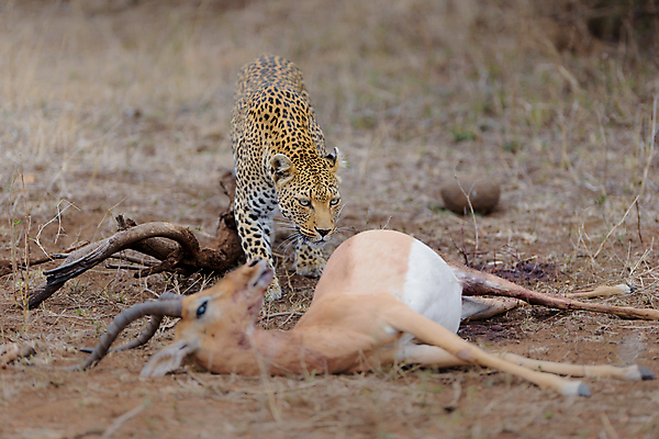 포토 JPG 해외이미지 나무 동물 1 응시 얼굴 야생동물 포유류 아프리카 자연 털 사람없음 야외 가로 고양이 사막 점 황무지 위험 큼 사파리 사냥 육식동물 위치 사냥꾼 표범 남쪽 내추럴 나미비아 남아프리카 보츠와나 웅장함 이국적 칼라하리 포식 힘찬 해외포토 식물 직업 시선 나라 컨셉 신체부위 반려동물 크기 방향 생태계 파일형식 이미지허브