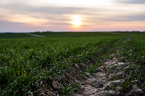 포토 JPG 해외이미지 식물 계절 음식 백그라운드 잎 밭 농업 자연 하늘 건강 씨앗 사람없음 초록색 농작물 햇빛 농장 농경지 새싹 환경 흙 봄 성장 시골 신선 낟알 땅 시리얼 밀 유기농 보리 먼지 내추럴 모종 밭일 줄서기 호밀 세련 귀리 해외포토 웰빙 산업 컬러 모션 곡류 태양 생태계 파일형식 이미지허브