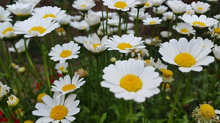 포토 JPG 해외이미지 식물 계절 꽃잎 꽃 분홍색 백그라운드 잎 자연 사람없음 빨간색 햇빛 뷰티 노란색 정원 맑음 봄 신선 싱글 꽃가루 내추럴 꽃수술 해외포토 컬러 날씨 태양 가루 생태계 파일형식 이미지허브