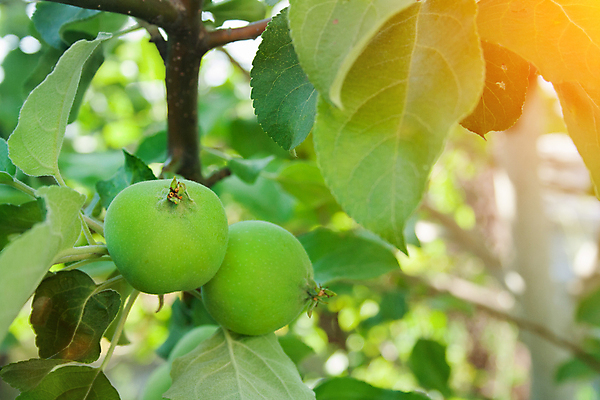 포토 JPG 해외이미지 나무 식물 계절 음식 백그라운드 잎 농업 다이어트 과일 자연 건강 사람없음 야외 초록색 농작물 농장 정원 봄 수확 성장 나뭇가지 신선 원형 맛 사과 작음 과수원 묘사 유기농 날것 내추럴 해외포토 도형 웰빙 산업 컬러 컨셉 크기 생태계 파일형식 이미지허브