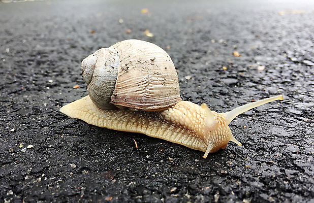 포토 JPG 해외이미지 동물 음식 이동 채소 자연 조개 생물 연체동물 주택 안테나 나선형 사람없음 농장 정원 저녁식사 힘 샐러드 젖음 껍질 미끄러짐 아스팔트 속도 시작 달팽이 덮기 젤리 촉수 느림 내추럴 재촉 기어가기 민달팽이 앵무조개 혼자 끈적임 해외포토 도로 컨셉 무늬 농업 통신 모션 어패류 디저트 무척추동물 건물 식사 생태계 파일형식 달팽이_동물 이미지허브
