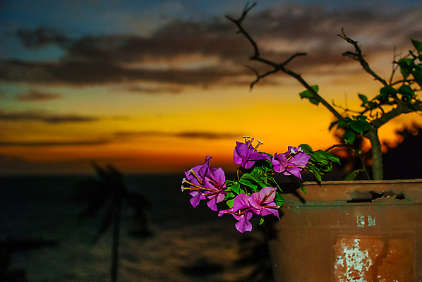 포토 JPG 해외이미지 나무 구름 모래 바다 섬 여행 백그라운드 컨셉 자연 하늘 휴가 휴식 풍경 사람없음 야외 초록색 물 여름 파란색 맑음 꿈 만 보트 고급 다이빙 암초 내추럴 이국적 파라다이스 해외포토 자연요소 식물 계절 컬러 배_교통 날씨 수영 생태계 수중스포츠 파일형식 이미지허브