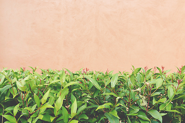 포토 JPG 해외이미지 나무 식물 벽 백그라운드 잎 패턴 자연 표면 추상 사람없음 야외 장식 초록색 환경 정원 봄 성장 거친 원예 질감 내추럴 그런지 생태학 해외포토 계절 교육 컬러 무늬 취미 생태계 파일형식 이미지허브