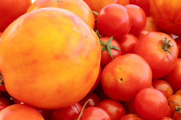 포토 JPG 해외이미지 길 음식 백그라운드 농업 다이어트 토마토 채소 과일 재료 자연 건강 요리 사람없음 빨간색 초록색 농작물 컬러풀 정원 이탈리아 샐러드 수확 신선 체리 그룹 변화 시장 맛 떨어짐 다발 먹기 가득함 상쾌 유기농 날것 모음 바질 고립 영양분 채식주의자 해외포토 웰빙 감정 유럽 산업 컬러 컨셉 모션 생태계 채식 파일형식 이미지허브