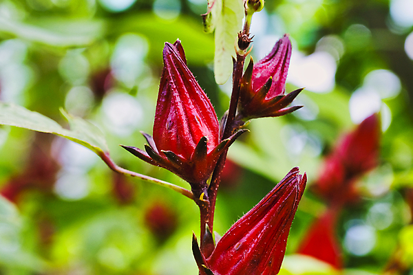포토 JPG 해외이미지 식물 계절 공원 꽃잎 꽃 꽃다발 백그라운드 꽃무늬 자연 풍경 사람없음 야외 초록색 여름 빛 컬러풀 농경지 환경 정원 봄 성장 벚꽃 나뭇가지 시골 신선 개화 달콤 장면 내추럴 평야 해외포토 나무 공공시설 컬러 무늬 농장 맛 생태계 파일형식 이미지허브