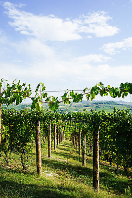 포토 JPG 해외이미지 유럽 잎 농업 과일 자연 포도 휴가 풍경 사람없음 야외 초록색 여행객 와인 이탈리아 성장 농촌 시골 언덕 조경 포도밭 포도나무 산기슭 내추럴 양조장 해외포토 식물 나라 산업 컬러 밭 산 주류 사람 과일나무 생태계 파일형식 이미지허브
