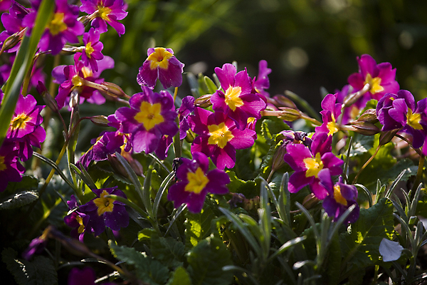 포토 JPG 해외이미지 식물 계절 꽃잎 꽃 분홍색 백그라운드 잎 꽃무늬 따뜻함 사람없음 야외 초록색 여름 컬러풀 뷰티 정원 보라색 봄 성장 벚꽃 숲 작음 제비꽃 내추럴 해외포토 컬러 무늬 크기 파일형식 이미지허브