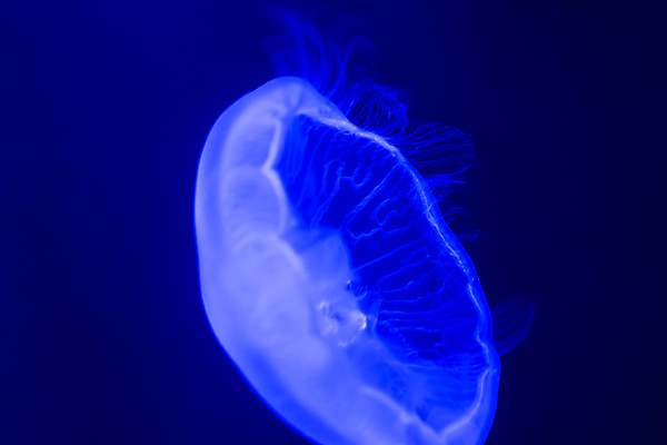 포토 JPG 해외이미지 한마리 근접촬영 사람없음 파란색 바닷속 수중동물 자포동물 해파리 해외포토 동물 1 뷰포인트 컬러 수중 파일형식 이미지허브