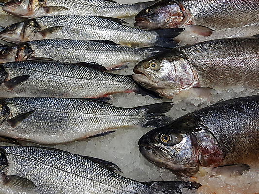 포토 JPG 해외이미지 동물 음식 바다 백그라운드 다이어트 자연 낚시 건강 어류 사람없음 강 쌓기 상점 얼음 신선 잡기 시장 혼합 먹기 해산물 오브젝트 유기농 질감 상업 날것 흙더미 제비 내추럴 섞기 해외포토 자연요소 웰빙 모션 조류 레저 수중동물 흙 생태계 파일형식 더미 이미지허브