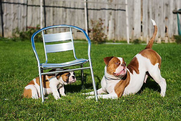 포토 JPG 해외이미지 주간 공원 새끼 가족 엄마 사랑 사람없음 야외 반려동물 가르침 개 강아지 매끈함 불독 해외포토 자연요소 동물 공공시설 교육 감정 포유류 관계 감각 파일형식 이미지허브