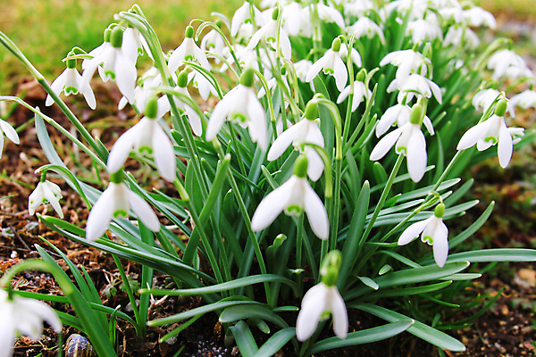 포토 JPG 해외이미지 식물 1 꽃잎 꽃 백그라운드 잎 겨울 꽃무늬 밭 자연 새로움 사람없음 초록색 정원 봄 성장 벚꽃 흰색 신선 개화 숲 심볼 보케 화단 내추럴 떠남 블러 스노드롭 헌병 해외포토 계절 컬러 컨셉 무늬 농업 모션 군인 생태계 파일형식 이미지허브