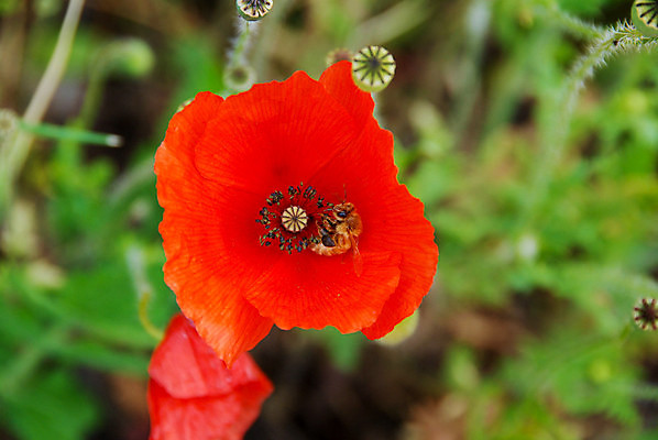 포토 JPG 해외이미지 식물 계절 꽃잎 꽃 백그라운드 꽃무늬 밭 농업 자연 벽지 사람없음 빨간색 초록색 여름 뷰티 정원 봄 흰색 신선 벌 심볼 싱글 양귀비 내추럴 고립 추모 해외포토 산업 컬러 곤충 무늬 생태계 파일형식 이미지허브