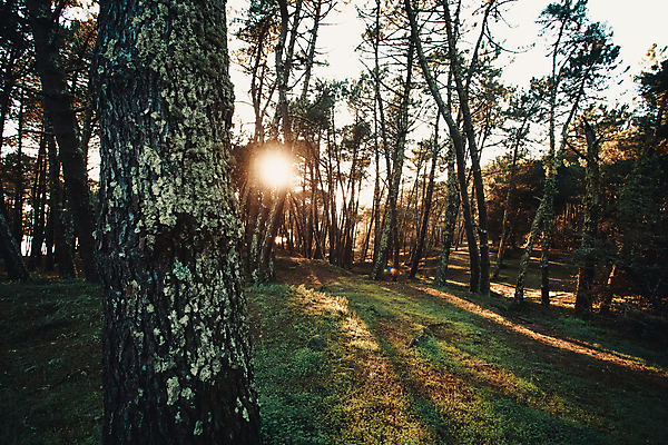 포토 JPG 해외이미지 계절 길 단풍 따뜻함 사람없음 가로 빛 컬러풀 햇빛 태양 일출 고요 새벽 활발 안개 광선 변화 황금 조경 장면 빛망울 초능력 해외포토 자연요소 컬러 컨셉 잎 날씨 노을 파일형식 이미지허브
