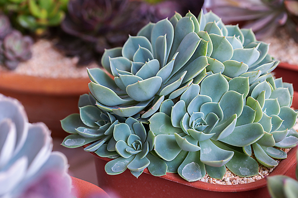 포토 JPG 해외이미지 모양 나무 식물 계절 꽃 백그라운드 잎 꽃무늬 패턴 자연 선인장 주택 사람없음 장식 초록색 여름 컬러풀 뷰티 정원 사막 수확 성장 벚꽃 신선 뜨거움 그룹 우아함 냄비 정상 원예 질감 조경 내추럴 알로에 해외포토 컬러 컨셉 무늬 농업 취미 건물 솥 생태계 파일형식 이미지허브