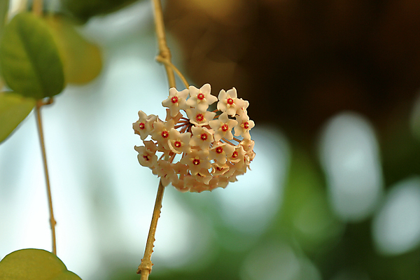 포토 JPG 해외이미지 식물 계절 공원 꽃잎 꽃 줄기 백그라운드 잎 꽃무늬 밭 자연 사람없음 야외 초록색 컬러풀 뷰티 환경 정원 봄 성장 벚꽃 신선 개화 닫기 화단 내추럴 뒤뜰 온실 해외포토 공공시설 컬러 무늬 농업 모션 생태계 파일형식 이미지허브