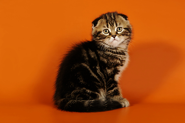 포토 JPG 해외이미지 한마리 응시 새끼 실내 앉기 사람없음 반려동물 귀여움 고양이 스코티시폴드 반려묘 주황색배경 해외포토 동물 1 시선 백그라운드 컨셉 포유류 모션 내부 주황색 파일형식 이미지허브