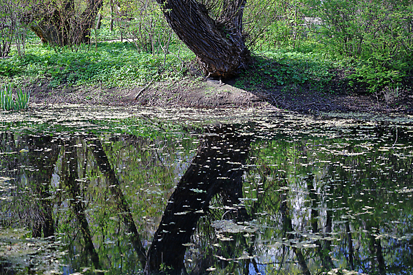 포토 JPG 해외이미지 나무 식물 계절 공원 호수 백그라운드 잎 자연 표면 풍경 사람없음 야외 초록색 물 여름 뷰티 반사 환경 정원 봄 나뭇가지 연못 정사각형 웅덩이 장면 내추럴 그리너리 해외포토 자연요소 도형 공공시설 컬러 생태계 파일형식 트랜드컬러 이미지허브