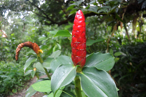 포토 JPG 해외이미지 식물 계절 꽃잎 꽃 아시아 줄기 분홍색 백그라운드 잎 꽃무늬 자연 미술 사람없음 야외 빨간색 초록색 빛 머리 고요 성장 벚꽃 손전등 신선 호주 허브 묘사 오브젝트 원예 생물학 심플 생강 싱가폴 강렬 이국적 해외포토 교육 나라 컬러 무늬 채소 문화예술 조명 취미 신체부위 오세아니아 생태계 파일형식 이미지허브