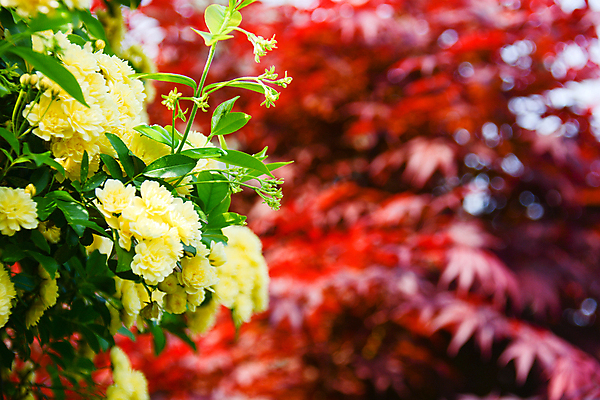 포토 JPG 해외이미지 꽃 백그라운드 봄꽃 사람없음 자연백그라운드 해외포토 식물 자연 봄 파일형식 이미지허브