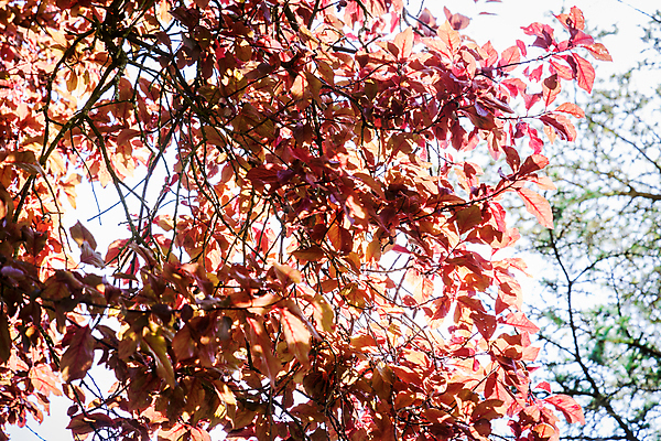 포토 JPG 해외이미지 나무 계절 공원 백그라운드 단풍 잎 패턴 오렌지 자연 추상 따뜻함 풍경 사람없음 야외 목재 햇빛 태양 노란색 맑음 활발 가을 숲 9월 질감 내추럴 해외포토 자연요소 식물 공공시설 컬러 컨셉 무늬 과일 재료 날씨 날짜 생태계 파일형식 이미지허브