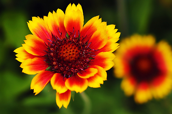 포토 JPG 해외이미지 식물 동물 계절 꽃잎 꽃 곤충 백그라운드 꽃무늬 밭 자연 사람없음 야외 가로 초록색 여름 뷰티 노란색 정원 검은색 봄 성장 벚꽃 신선 닫기 선택 수분 벌 허브 원예 데이지 꽃가루 내추럴 해외포토 컬러 컨셉 무늬 농업 모션 취미 가루 생태계 파일형식 이미지허브