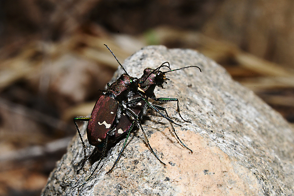 포토 JPG 해외이미지 동물 나비 곤충 절지류 자연 사람없음 숲 딱정벌레 해외포토 생태계 파일형식 이미지허브