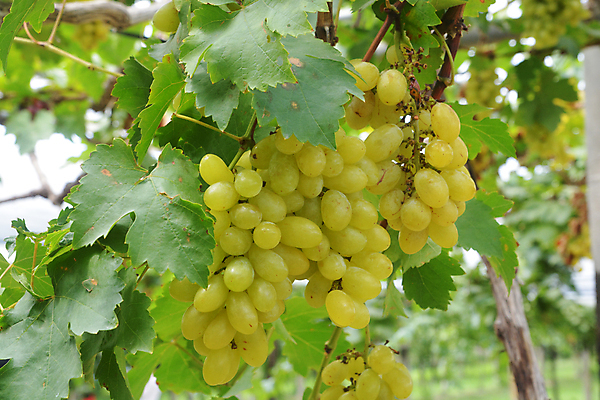 포토 JPG 해외이미지 식물 계절 음식 잎 밭 농업 과일 자연 포도 풍경 사람없음 야외 빨간색 초록색 여름 농작물 컬러풀 뷰티 농장 와인 정원 수확 성장 가을 흰색 나뭇가지 시골 신선 다발 그림 유기농 만들기 포도밭 포도나무 내추럴 숙성 양조장 해외포토 나무 웰빙 산업 컬러 모션 주류 과일나무 생태계 파일형식 이미지허브
