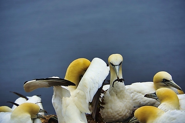 포토 JPG 해외이미지 동물 커플 야생동물 바다 자연 조류 사람없음 야외 물 노란색 맑음 흰색 둥지 북쪽 내추럴 식민지 해외포토 자연요소 컬러 관계 날씨 방향 생태계 파일형식 이미지허브