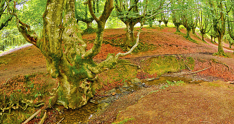 포토 JPG 해외이미지 나무 공원 유럽 야생동물 자연 휴식 산 건강 사람없음 목재 물 강 환경 다양 스페인 보호 숲 생태계 생물학 서식지 내추럴 무료 민물 보호구역 삼림지대 생태학 해외포토 자연요소 식물 동물 공공시설 교육 나라 다수 컨셉 재료 구역 파일형식 이미지허브