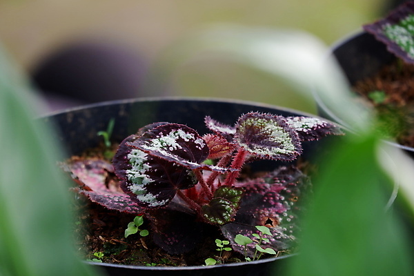 포토 JPG 해외이미지 식물 꽃잎 꽃 분홍색 백그라운드 잎 꽃무늬 전구 침구 자연 휴가 프레임 발렌타인데이 매달리기 사랑 사람없음 장식 빨간색 초록색 여름 컬러풀 뷰티 노란색 바구니 정원 봄 활발 벚꽃 흰색 신선 닫기 냄비 컨테이너 원예 화단 내추럴 왁스 해외포토 계절 감정 산업 컬러 컨셉 무늬 모션 데이이벤트 취미 솥 생태계 파일형식 이미지허브