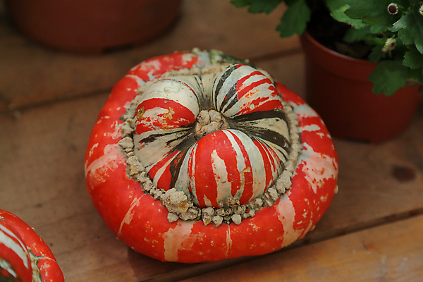 포토 JPG 해외이미지 식물 계절 음식 백그라운드 잎 밭 농업 채소 과일 자연 호박 휴가 건강 사람없음 야외 농작물 컬러풀 농장 환경 정원 할로윈 수확 가을 침대 신선 큼 먹기 계산대 심볼 유기농 날것 박 스쿼시 내추럴 뒤뜰 생태학 숙성 특별함 해외포토 웰빙 교육 산업 스포츠 컬러 가구 컨셉 모션 구기 크기 생태계 파일형식 이미지허브