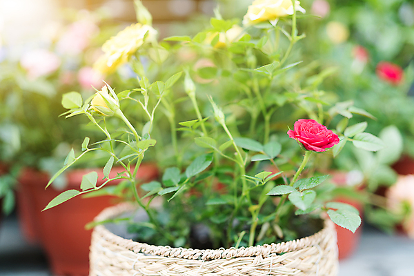 포토 JPG 해외이미지 식물 디자인 꽃 분홍색 백그라운드 컨셉 잎 꽃무늬 밭 자연 휴가 발렌타인데이 사랑 풍경 사람없음 초록색 여름 컬러풀 햇빛 장미 정원 맑음 화목 침묵 봄 벚꽃 가을 흰색 신선 분위기 고독 숲 꽃집 데이지 장면 파스텔톤 해외포토 계절 감정 컬러 무늬 농업 데이이벤트 날씨 태양 상점 소리 생태계 파일형식 이미지허브