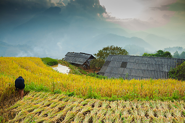 포토 JPG 해외이미지 식물 계절 아시아 지구 음식 여행 백그라운드 잎 밭 농업 곡선 태국 자연 하늘 밥 산 동양인 풍경 사람없음 야외 초록색 여름 파란색 농작물 태양 농장 노란색 환경 계곡 일본 일몰 흙 수확 시골 거친 땅 지역 시스템 밀짚 내추럴 경영 땅바닥 밭일 제어 해외포토 자연요소 나라 산업 선 컬러 비즈니스 바닥 인종 노을 짚 생태계 파일형식 이미지허브