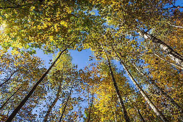 포토 JPG 해외이미지 나무 공원 잎 하늘 사람없음 파란색 빛 컬러풀 햇빛 태양 노란색 맑음 광선 황금 숲 11월 러시아 자작나무 10월 해외포토 자연요소 식물 공공시설 유럽 컬러 날씨 날짜 파일형식 이미지허브
