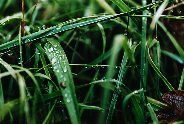 포토 JPG 해외이미지 백그라운드 잎 자연 사람없음 아웃포커스 초록색 물방울 소프트포커스 해외포토 식물 컬러 촬영기법 생태계 파일형식 이미지허브