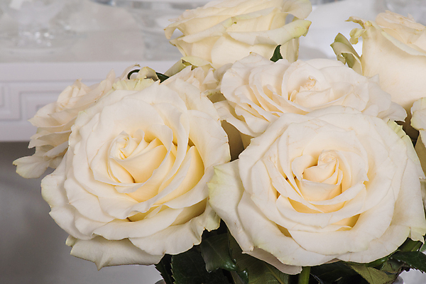 포토 JPG 해외이미지 식물 기념일 꽃잎 꽃 꽃다발 결혼 백그라운드 잎 꽃무늬 자연 결혼식 휴가 발렌타인데이 선물 사랑 사람없음 장식 뷰티 장미 꽃병 봄 벚꽃 흰색 축하 인사 신선 생일 개화 큼 다발 배열 크림 묘사 열정 내추럴 해외포토 계절 감정 컬러 컨셉 무늬 데이이벤트 이벤트 예절 크기 생태계 파일형식 이미지허브