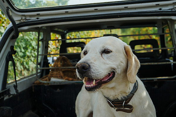 포토 JPG 해외이미지 자연 사람없음 야외 이탈리아 시골 개 맛 검색 사냥 냄새 산기슭 내추럴 해외포토 유럽 컨셉 포유류 산 생태계 파일형식 이미지허브