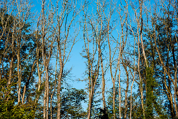포토 JPG 해외이미지 나무 실루엣 자국 자연 추상 그림자 사람없음 야외 햇빛 태양 일몰 봄 산책 시골 소나무 숲 큼 부드러움 삼림지대 옛날 해외포토 자연요소 식물 계절 무늬 휴식 촬영기법 노을 감각 크기 생태계 파일형식 이미지허브