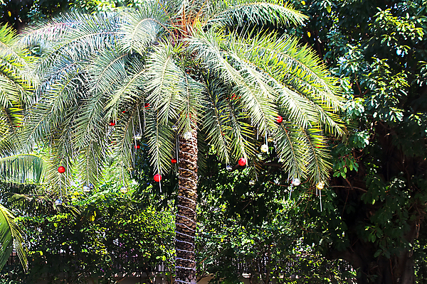 포토 JPG 해외이미지 나무 손 여자 행복 여행 백그라운드 컨셉 크리스마스 겨울 공 자연 휴가 새로움 매달리기 손바닥 선물 동양인 사람없음 장식 빨간색 초록색 파란색 빛 컬러풀 파티 축제 중국 거울 장식볼 달력 등불 축하 인사 잡기 황금 12월 연도 심볼 오브젝트 사인 이국적 해외포토 식물 계절 기념일 감정 아시아 컬러 모션 조명 사람 인종 이벤트 신체부위 예절 날짜 생태계 파일형식 이미지허브